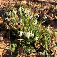 einfache Schneegloeckchen