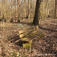 eine Verweilebank im Wald umgeben von einem Meer aus Frühblühern