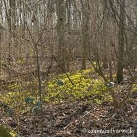 ein gelbes Meer von blühenden Winterlingen