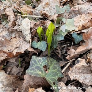 erste zarte Triebe des Bärlauch