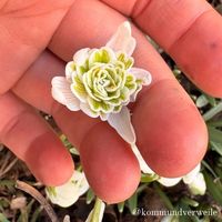 Bluete eines gefüllten Schneegloeckchen