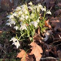 gefuellte Schneegloeckchen