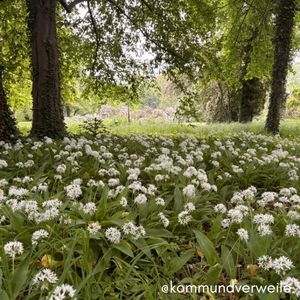 eine Wiese mit bluehenden Baerlauch