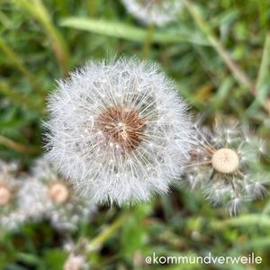 Pusteblume