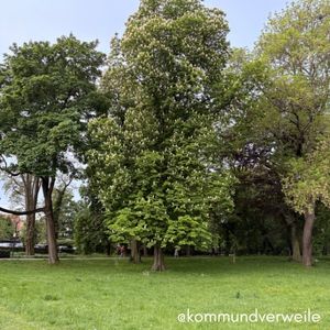 eine Wiese mit bluehenden Kastanien