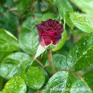 Nahaufnahme einer Rose