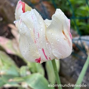 Tulpe im Regen in Nahaufnahme