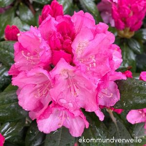 Rhododendronblüte