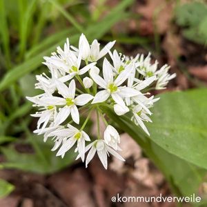 Baerlauchblüte